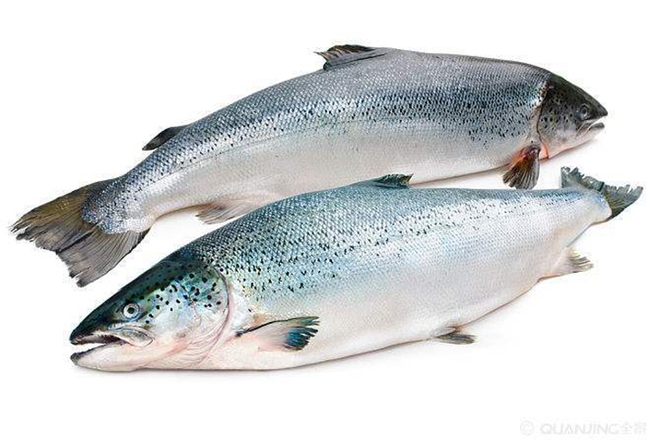 挪威大西洋鮭魚進(jìn)口報關(guān)資料
