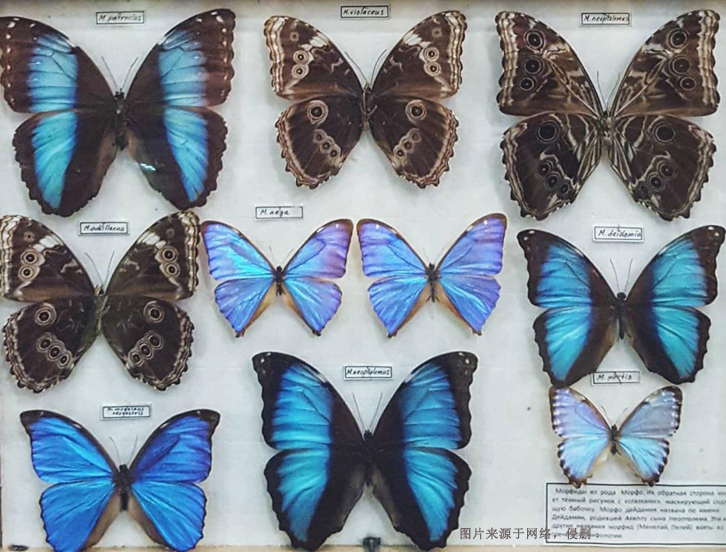 進(jìn)口蝴蝶標(biāo)本報(bào)關(guān)費(fèi)用_昆蟲標(biāo)本工藝品快速通關(guān)