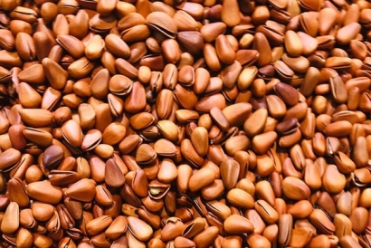 進(jìn)口松子報關(guān)公司有經(jīng)驗的松子報關(guān)代理