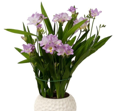 進(jìn)口觀賞植物報(bào)關(guān)資料_英國盆栽植物進(jìn)口通關(guān)指南