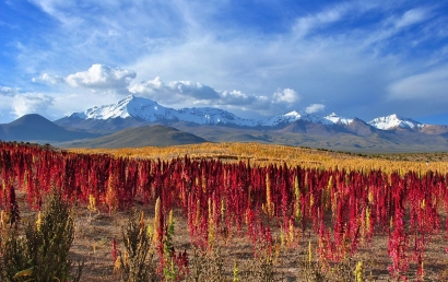 天津藜麥進口報關代理