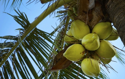 天津椰青進口清關代理