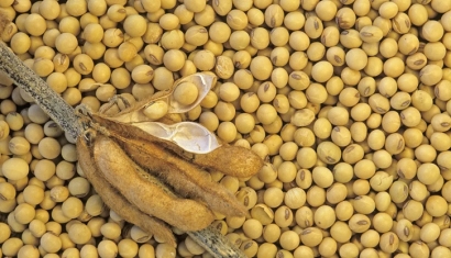 大豆進(jìn)口清關(guān)費(fèi)用大概多少-省時省力省錢