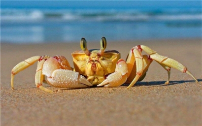 進(jìn)口鮮活螃蟹報(bào)關(guān)清關(guān)注意事項(xiàng)，不了解的可以看看