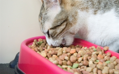 進口寵物食品這樣做，寵物食品清關資料